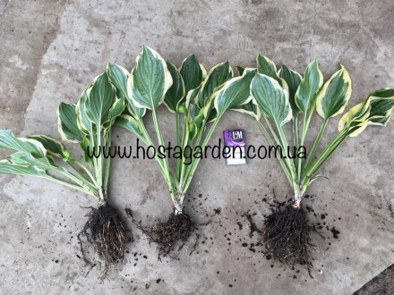 Сортові хости з власного саду в асортименті. Від простих до колекційних. Ціна ві. . фото 4