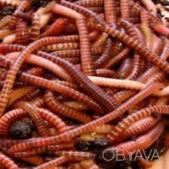 Производитель биогумуса из растительных отходов- красный калифорнийский червь
К. . фото 1