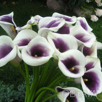 Калла Вермер- великолепный цветок, для срезки и на подарок
от 20 шт цена за клу. . фото 1