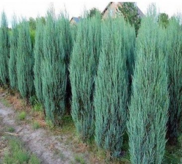 Можжевельник скальный Блю Эрроу / h 80-90 / Juniperus Blue Arrow. Балаклія. фото 1 Можжевельник скальный Блю Эрроу / h 80-90 / Juniperus Blue Arrow. Балаклія. фото 1