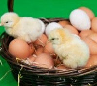 Продам курчат: бройлери КОББ-500, мясояєчні кроси. Каченята, гусенята, індики. Полтава. фото 1 Продам курчат: бройлери КОББ-500, мясояєчні кроси. Каченята, гусенята, індики. Полтава. фото 1