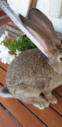 Кролики породи Бельгійський Фландер,есть від 2-х місяців до 6сти.Привиті,пропоєн. . фото 2