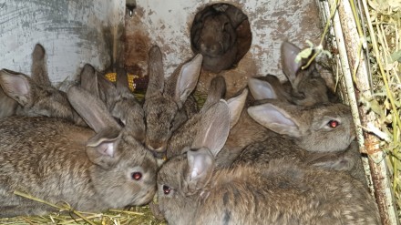 Кролики породи Бельгійський Фландер,есть від 2-х місяців до 6сти.Привиті,пропоєн. . фото 3