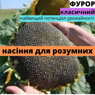 Семена подсолнечника гибрид Фурор АМ. Харьков. фото 1 Семена подсолнечника гибрид Фурор АМ. Харьков. фото 1