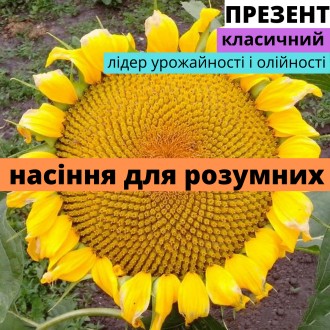 Семена подсолнечника гибрид Презент АМ. Харьков. фото 1 Семена подсолнечника гибрид Презент АМ. Харьков. фото 1