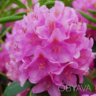 Рододендрон Розеум Элеганс / Rhododendron Roseum Elegans
Вечнозеленый гибридный . . фото 1