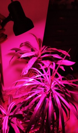 Фитолампа для роста растений.

80 LED (80 светодиодов)
ПОЛНЫЙ СПЕКТР
Очень м. . фото 8