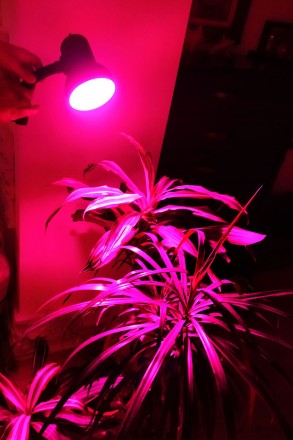 Фитолампа для роста растений.

80 LED (80 светодиодов)
ПОЛНЫЙ СПЕКТР
Очень м. . фото 7