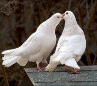 Ціна вказана за одного голуба.

Білі голуби, гарні і чисті.
Фото відповідають. . фото 3