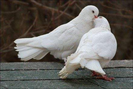 Ціна вказана за одного голуба.

Білі голуби, гарні і чисті.
Фото відповідають. . фото 2