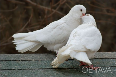 Ціна вказана за одного голуба.

Білі голуби, гарні і чисті.
Фото відповідають. . фото 1