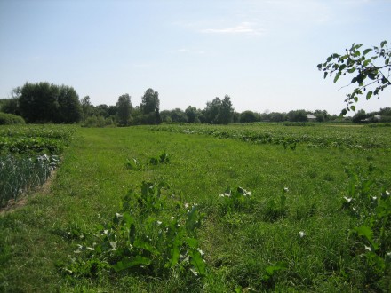 Земельный участок находится от города-Чернигова или Киева
70 км.

Продаётся З. . фото 4