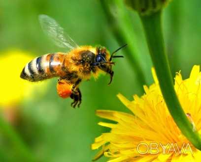 Бджолосім`ї, рої, відводки. Бджолопакети. Квітень-серпень. Ціна договірна. Тел. . . фото 1