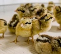 Продам добових мясояєчних кросів. Полтава. фото 1 Продам добових мясояєчних кросів. Полтава. фото 1