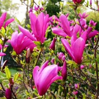 Магнолия гибридная Сюзан / h 30-40 / Magnolia hybrida Susan. Балаклея. фото 1 Магнолия гибридная Сюзан / h 30-40 / Magnolia hybrida Susan. Балаклея. фото 1