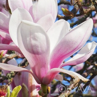 Магнолия суланжа Пиктур / Magnolia soulangeana Picture
Отличается обилием ярких . . фото 1