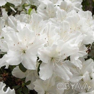 Азалия японская Гейша Вейс / Azalea Geisha Weiss
Цветы белые, многочисленные. Ли. . фото 1