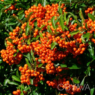 Пираканта Оранж Глоу / Pyracantha Orange Glow 
Быстрорастущий вечнозеленый куста. . фото 1