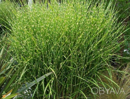 Мискантус китайский Стриктус / Miscanthus sinensis Strictus 
Декоративный злак, . . фото 1