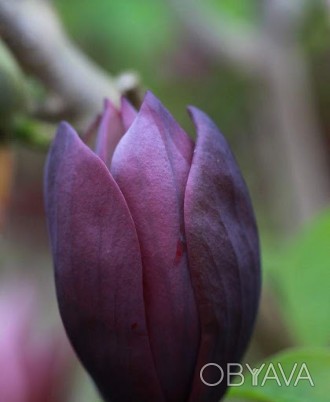 Магнолия бруклинская Блек Бьюти / Magnolia Black Beauty
Гибрид магнолии с высоко. . фото 1