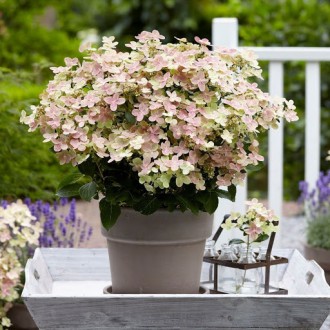 Гортензия метельчатая Полистар / С3 / Hydrangea Polestar. Балаклея. фото 1 Гортензия метельчатая Полистар / С3 / Hydrangea Polestar. Балаклея. фото 1