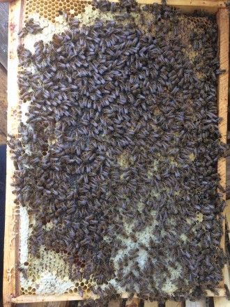 Шановні пасічники! Пропонуємо Вам придбати наші високопродуктивні бджоломатки Ка. . фото 3