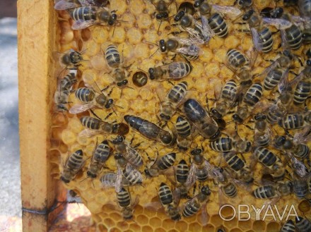 Шановні пасічники! Пропонуємо Вам придбати наші високопродуктивні бджоломатки Ка. . фото 1