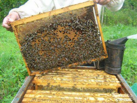 Продам бджолопакети пчелопакеты бджолосім" пчелосемья 2022. Старый Самбор. фото 1 Продам бджолопакети пчелопакеты бджолосім" пчелосемья 2022. Старый Самбор. фото 1