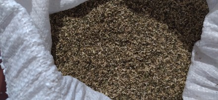Продам само сад (махорка табак) 2022. Чернигов. фото 1 Продам само сад (махорка табак) 2022. Чернигов. фото 1