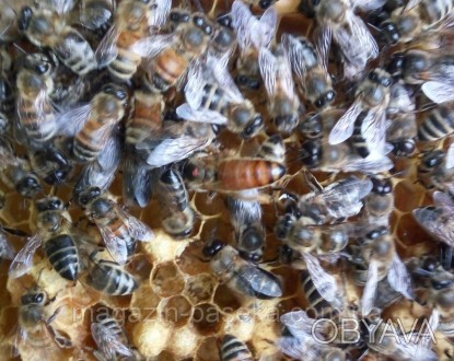 пчелиные семьи Карпатка с ульем. Цена зависит от количества рамок. Семьи на рамк. . фото 1