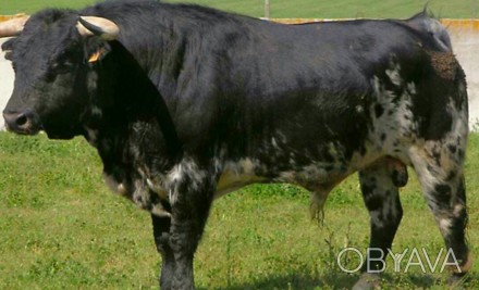 Купую корови,бики, молодняк врх живою вагою,вимушений забій м'ясом 
068797. . фото 1
