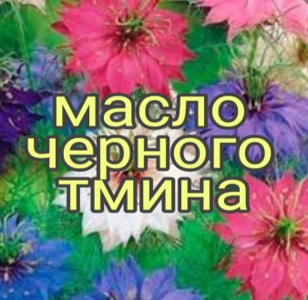 Продам масло черного тмина   ,холодного отжима 
Чёрный тмин, который в научной . . фото 2