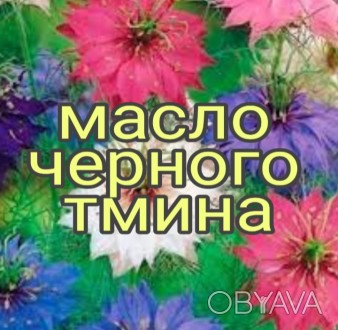 Продам масло черного тмина   ,холодного отжима 
Чёрный тмин, который в научной . . фото 1