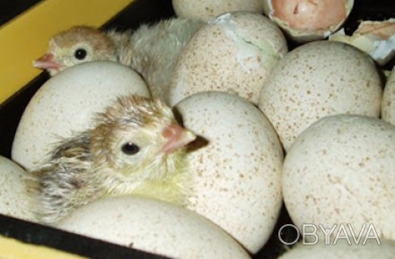 Приймаємо замовлення на інкубаційні яйця білих широкогрудих індиків важкого крос. . фото 1