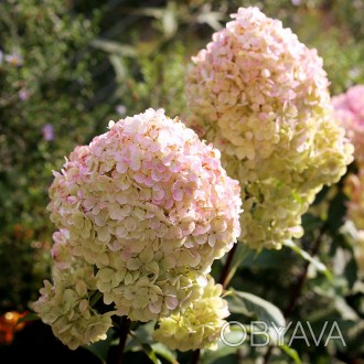 Гортензия метельчатая Свит Саммер / Hydrangea paniculata Sweet Summer 
Куст плот. . фото 1